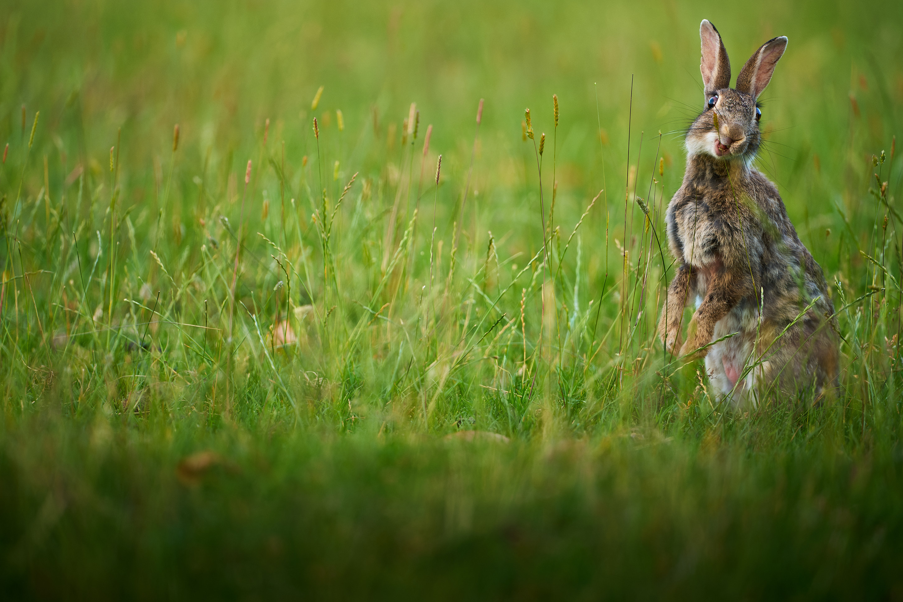 Happy Rabbit